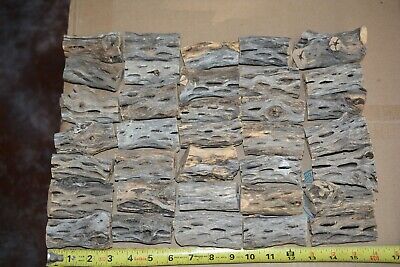 (35) THICK CHOLLA WOOD,ORGANIC,Cactus Wood,Aquarium,Reptile,Bird,Crafts,FC3