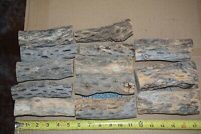 (13) EXTRA THICK CHOLLA WOOD,ORGANIC,Cactus Wood,Aquarium,Reptile,Crafts,FC2