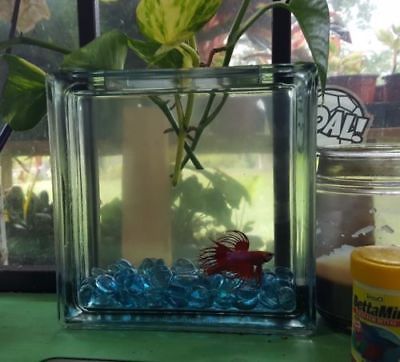 Beta fish block aquarium with live pothos