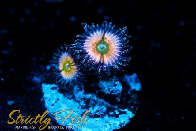 Strictly Fish Miami - Cornbred Rainbow Infusions Live Coral