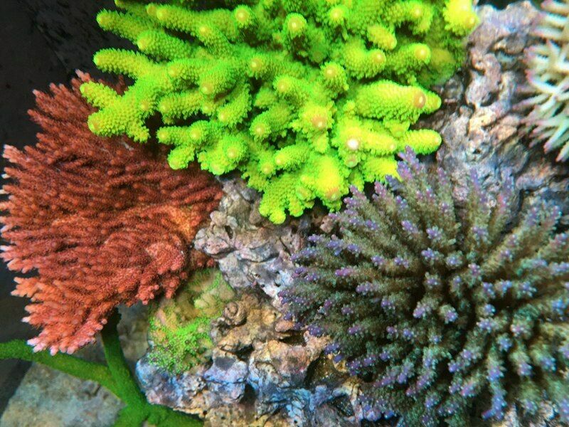 Lemon Lime Acropora Humilis SPS Tankraised Live Coral Fish Aquarium Reef Tank