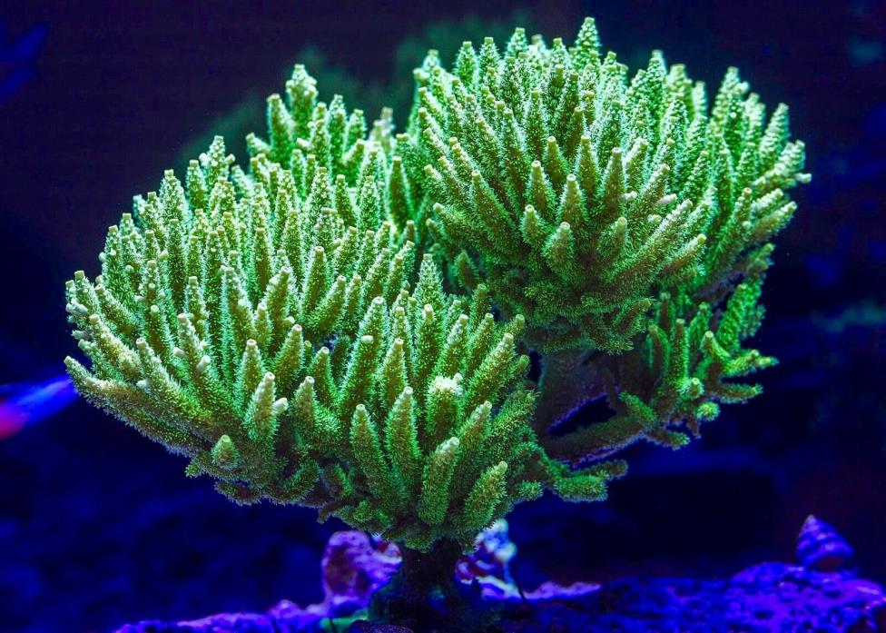 Highlighter Green Acropora Tankraised Live Coral LPS Fish Aquarium Reef Tank