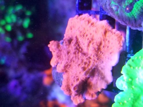 live coral colony wysiwyg red montipora sps lps