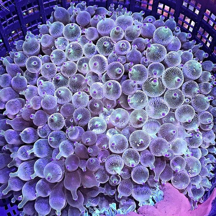 SUPER COLORS ULTIMATE Bubble tip Anemone 6”+ BTA live coral WYSIWYG