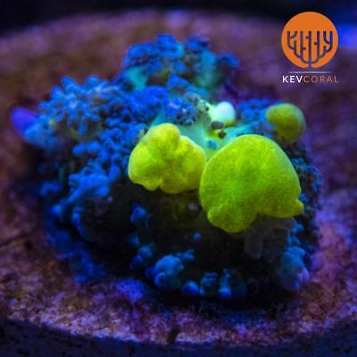 [PREMIUM] OG Bounce Mushroom Coral