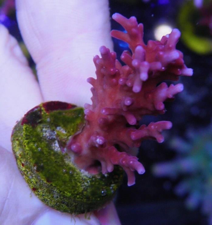 Tyree Red Dragon Acropora Tankraised Live Coral LPS Fish Aquarium Reef Tank