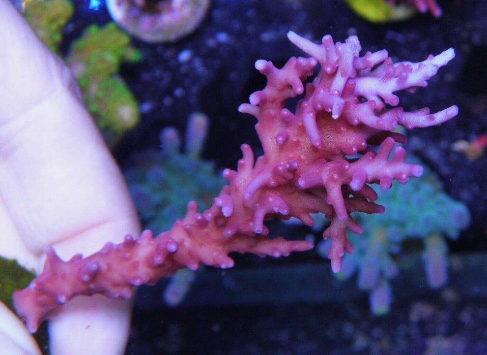 BIG Tyree Red Dragon Acropora Tankraised Live Coral LPS Fish Aquarium Reef Tank