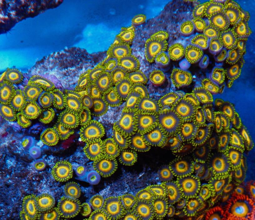 Scrambled Egg Zoanthids Palythoa Mushroom Live Coral LPS Fish Aquarium Reef Tank