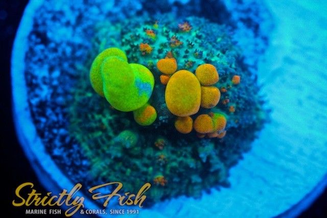 Strictly Fish Miami - WWC OG Bounce Mushroom WYSIWYG Live Coral