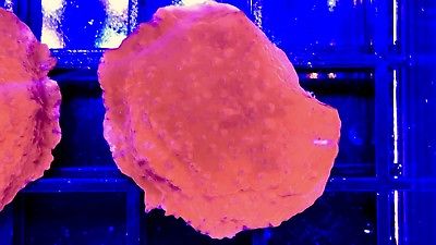 Red Candy Montipora Capricornis Frag Live Coral SPS LPS Reef Aquarium WYSIWYG A8