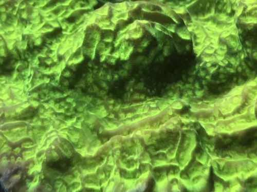 Jason Fox Neon Green Leptoseris coral frag