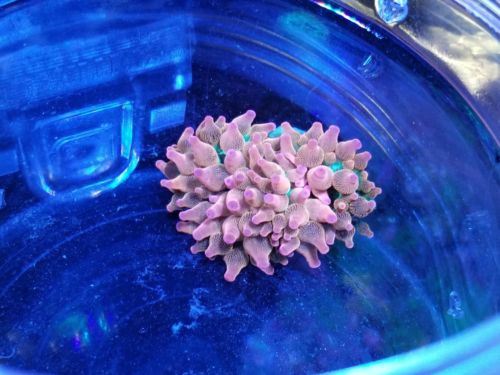 Live Rainbow Bubble Tip Sea Anemone Coral 1-2