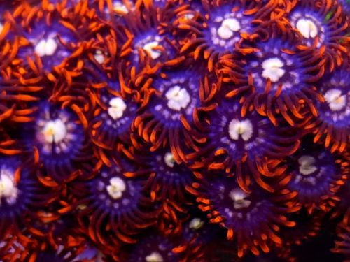 Live Coral- Hot! Fireflies Zoanthid