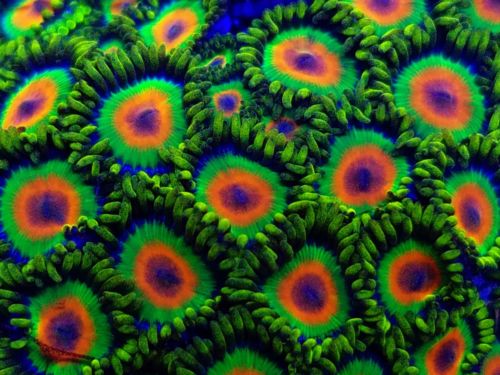 Rasta Zoanthid Live Coral Frag