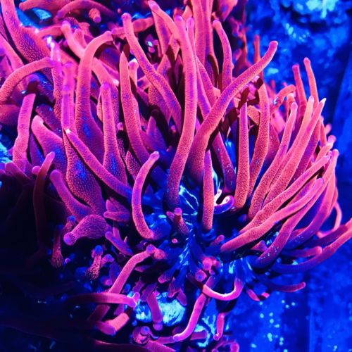 Super Ultra Black Widow Anemone - tank raised! BTA Ultimate 4-6”