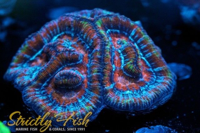 Strictly Fish -  Aussie Rainbow Wilsoni WYSIWYG - Live Corals