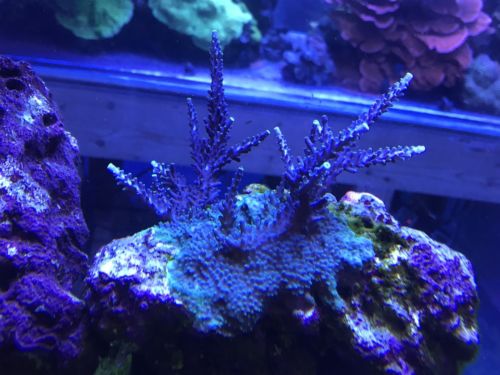 Purple Staghorn Acropora coral frag