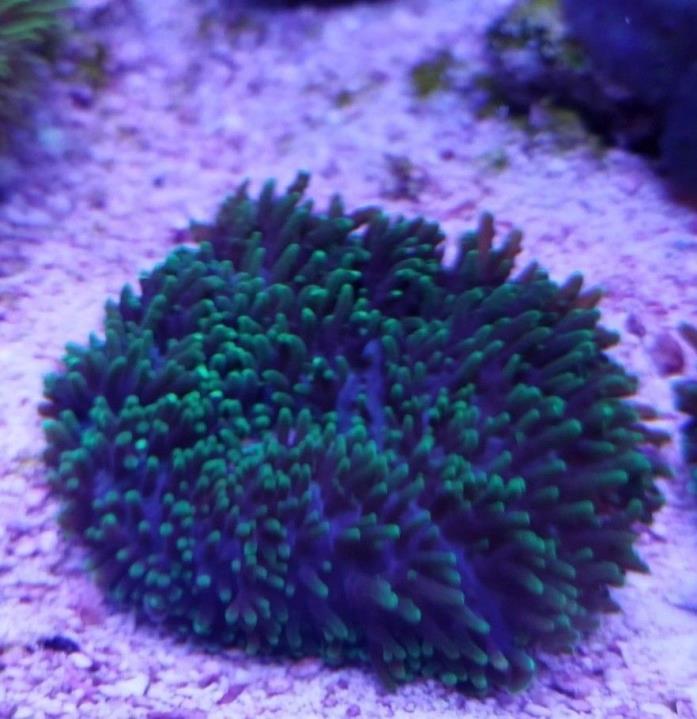 Neon Green Hairy Mushroom 2In+WYSIWYG (Soft Coral)(Beginner)(Fast Grower)(Hardy)