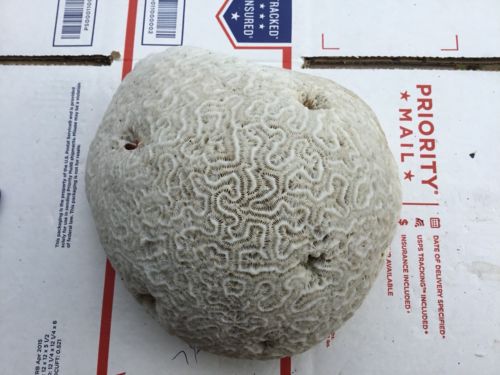 Brain coral large  rock,natural aquarium decor 7 1/2 lb #88