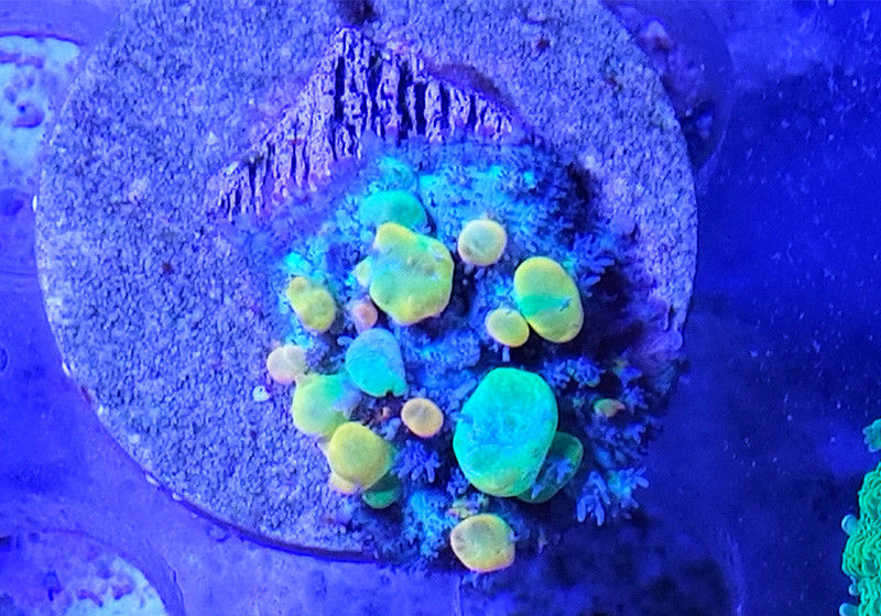 WWC OG Bounce mushroom - Live coral WYSWYG