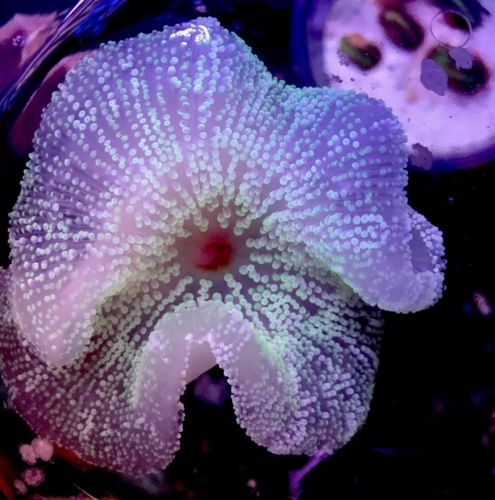 Haddoni Carpet Anemone 4” WYSIWYG Live Coral Ultra