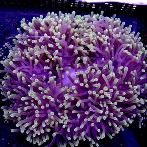 Heteractis Magnifica Clown Ritteri Anemone 8-10” WYSIWYG Live Coral Ultra