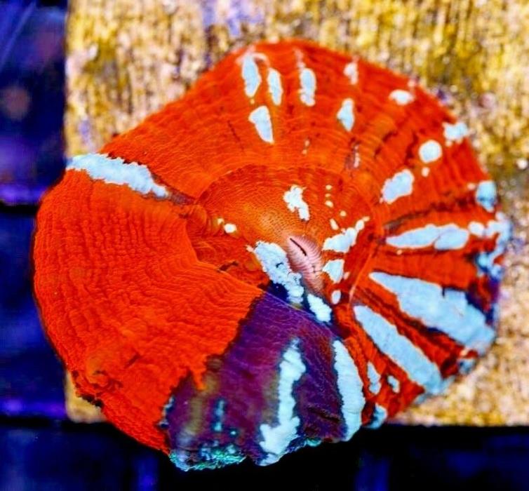 Australian Scoly Scolymia Unique WYSIWYG Live Coral Ultra