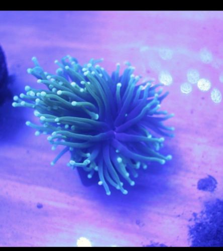 Live Coral- Fire!!  HULK Torch Frag CORALS DOWN SOUTH WYSIWYG