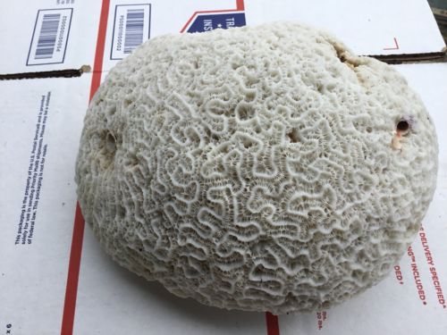 Brain coral large  rock,natural aquarium decor 7 lb #99