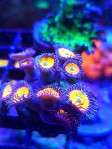 live coral wysiwygsunny delights zoanthids colony vivids raimbow?