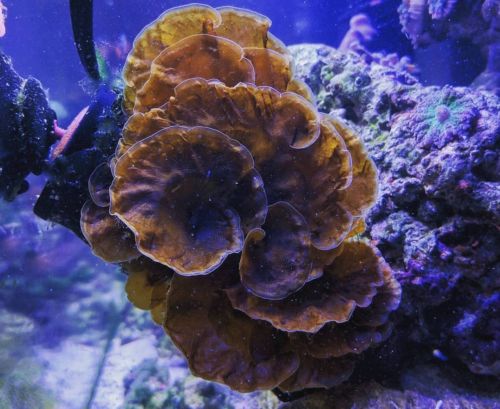 Blue Scroll Macro Algae Reef Coral