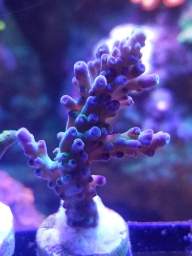 live coral wysiwyg unknown acropora sps lps
