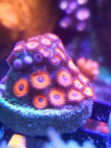 live coral wysiwygkeds reds colony zoanthids