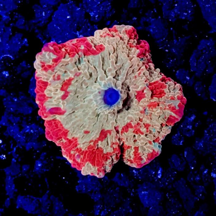 Jaw Breaker Mushroom Coral WYSIWYG Rare Collector's Mushroom Coral