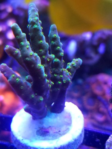 live coral wysiwyg tri color valida sps lps