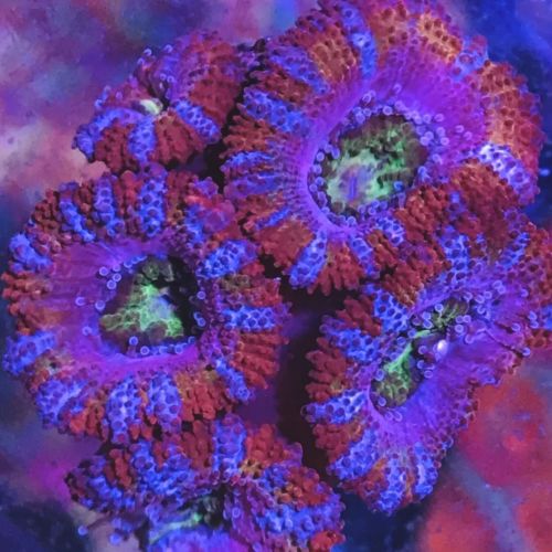 PINK RAINBOW ACAN Coral WYSIWYG Live Coral Ultra