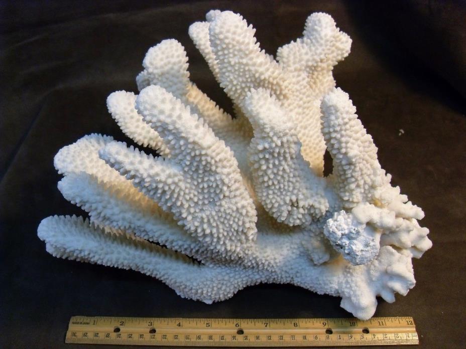 Huge Cat's Paw Coral Piece