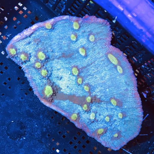 Australian Chalice Coral 4