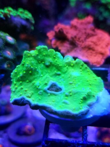 live coral wysiwyg green montipora sps lps