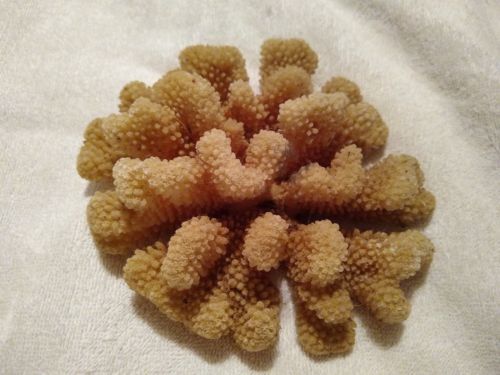 Natural Coral 7