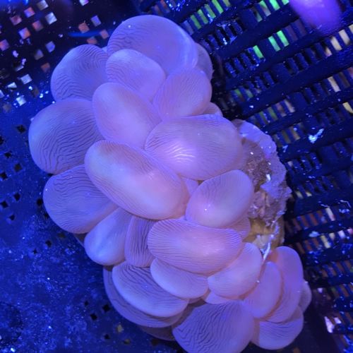 Australian Bubble Coral 3