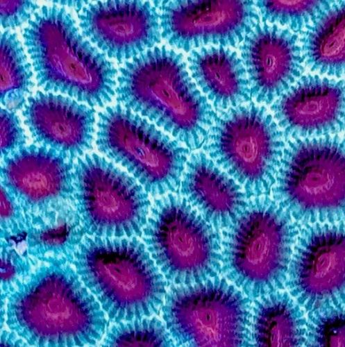 Australian Red&Green Christmas Favia Coral 4-5