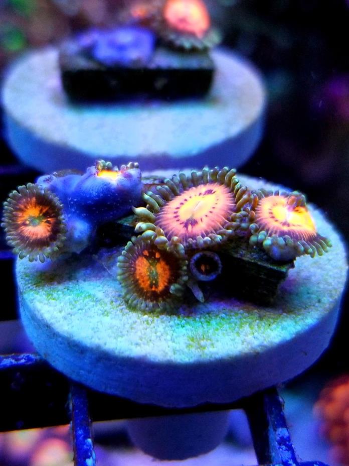 live coral wysiwyg Rainbow Incinerators popping babies saltwater sps lps