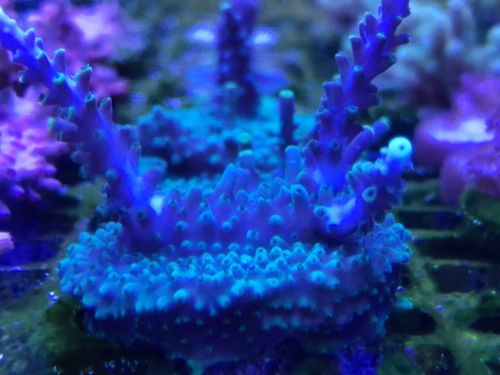 Purple Staghorn Acropora Coral Frag