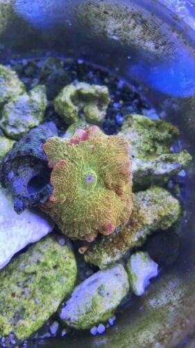 BluZero Aquaculture’s Eclectus Jawbreaker Mushroom Rare Coral WYSIWYG