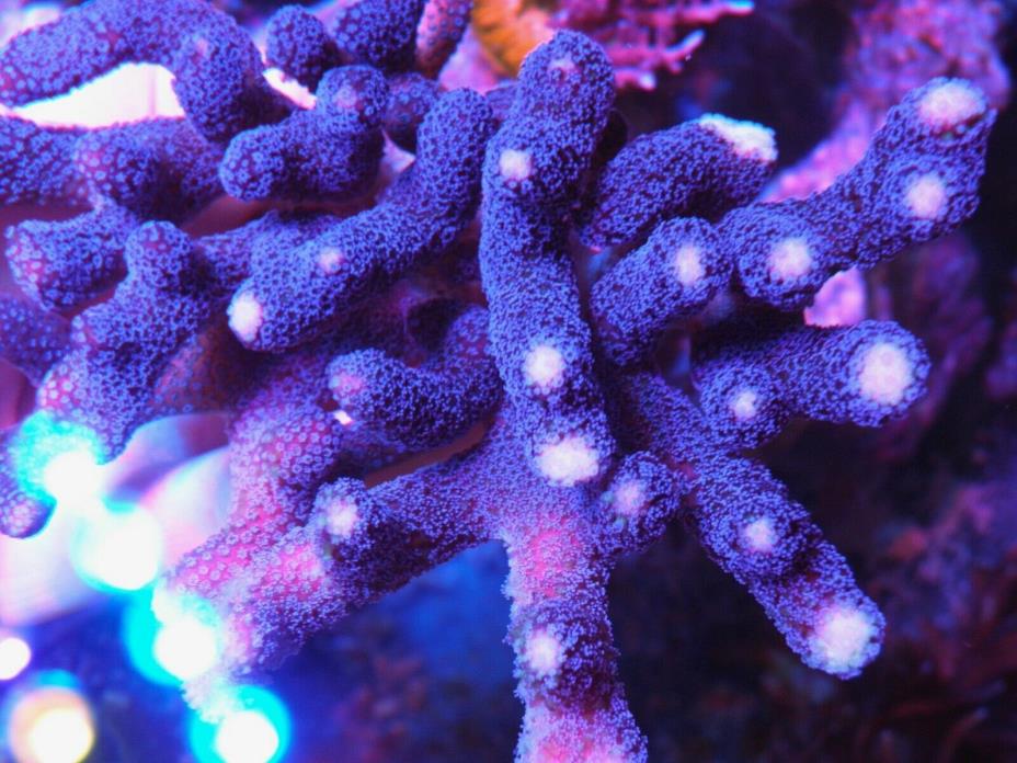 Purple Violet Stylophora Acropora Tankraised Live Coral Aquarium Reef Colony