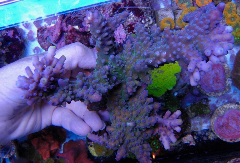 WWC Yellow Tips Acropora SPS Tankraised Live Coral LPS Fish Aquarium Reef Tank