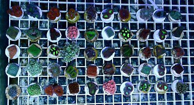 10 pack Mixed LPS Aquacultured Coral Frags Free Shipping