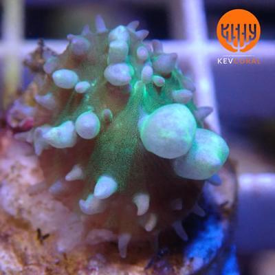 [PREMIUM] Cali Bounce Mushroom Coral