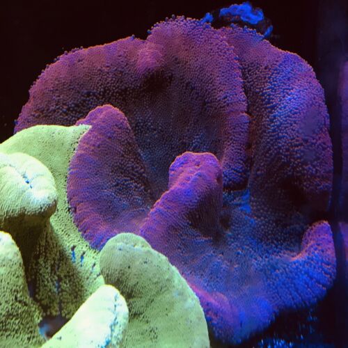 Red / Pink Carpet Anemone Haddoni 10-12” Live Sea Anemone WYSIWYG Live Coral